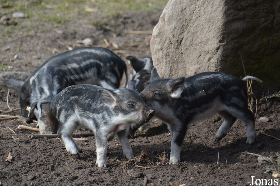 Cochon Mangalitza