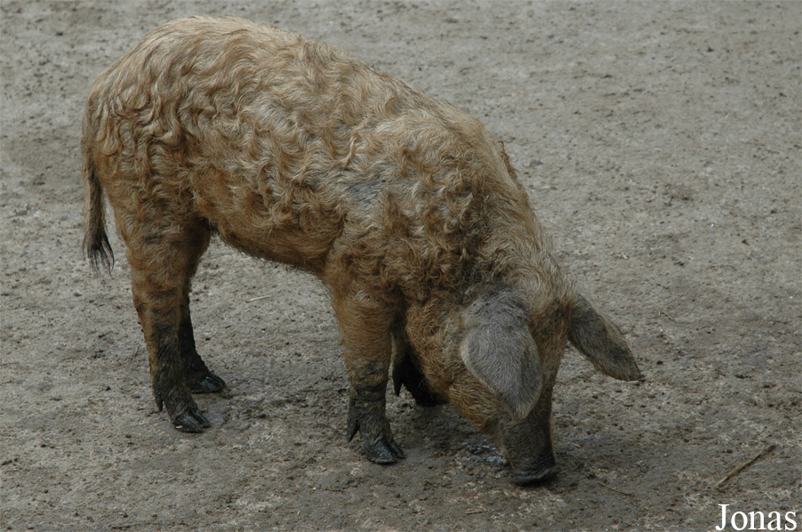 Cochon Mangalitza