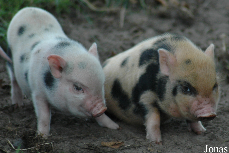 Cochon miniature de Göttingen
