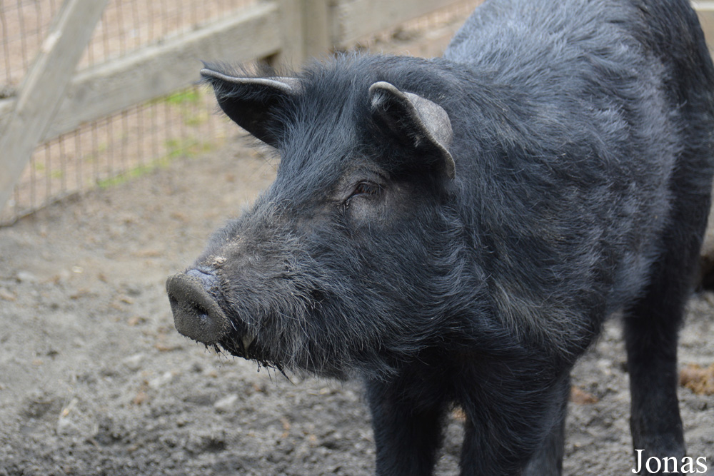 Cochon Mulefoot