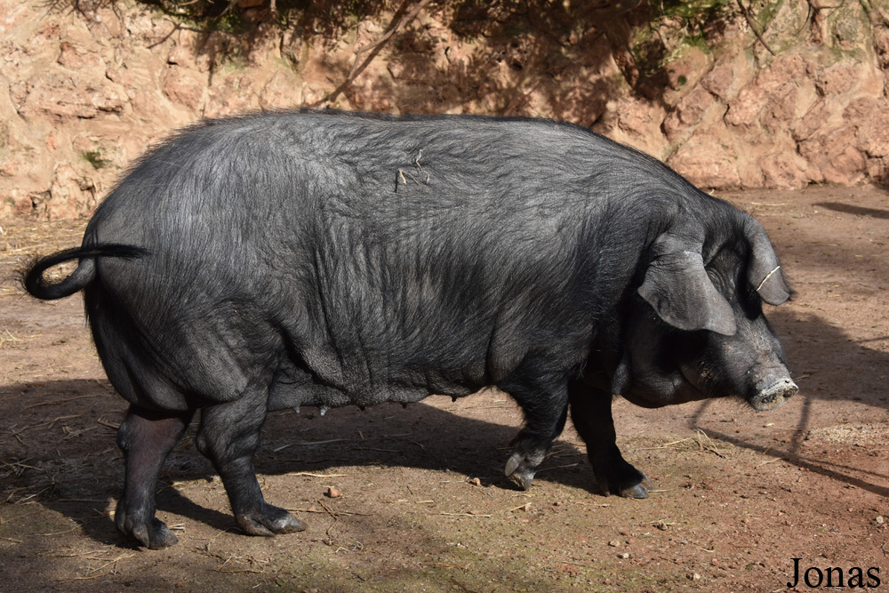 Cochon Negre Mallorquí