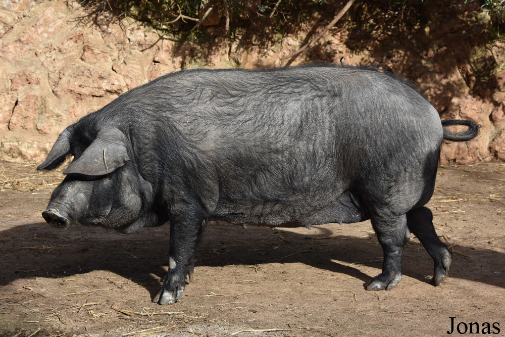 Cochon Negre Mallorquí