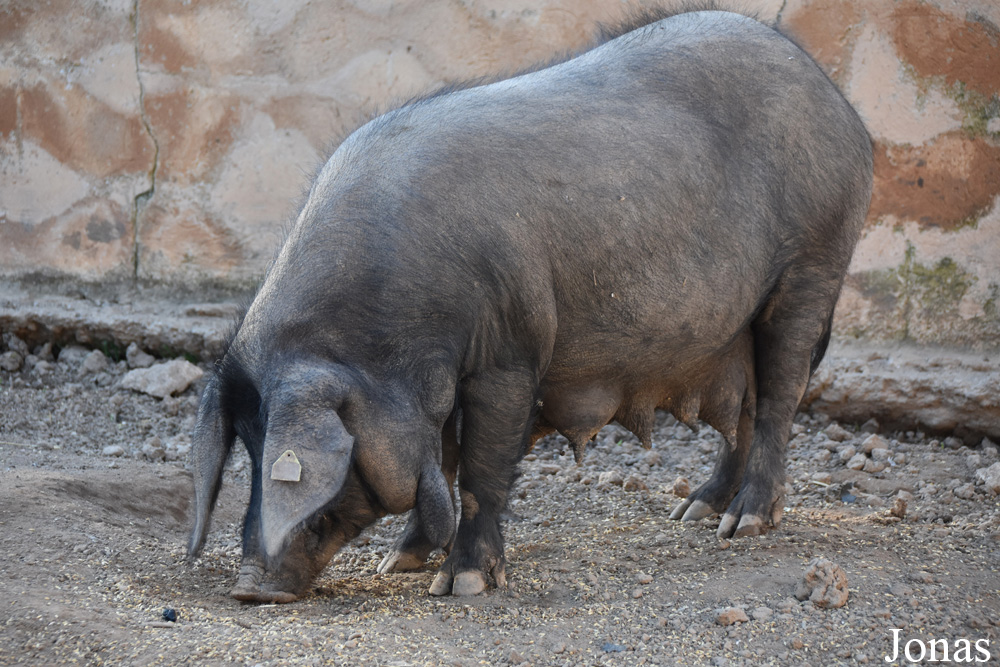 Cochon Negre Mallorquí