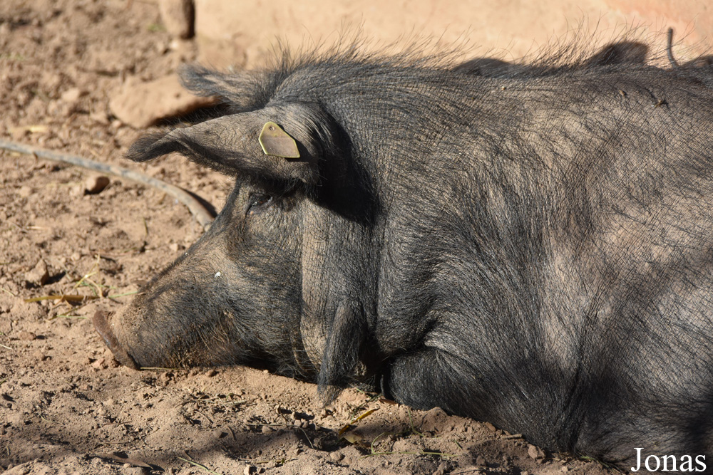 Cochon Negre Mallorquí