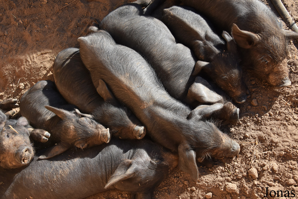 Cochon Negre Mallorquí