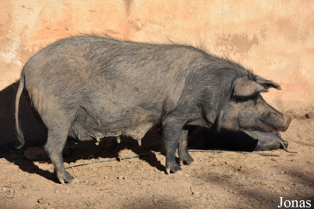 Cochon Negre Mallorquí