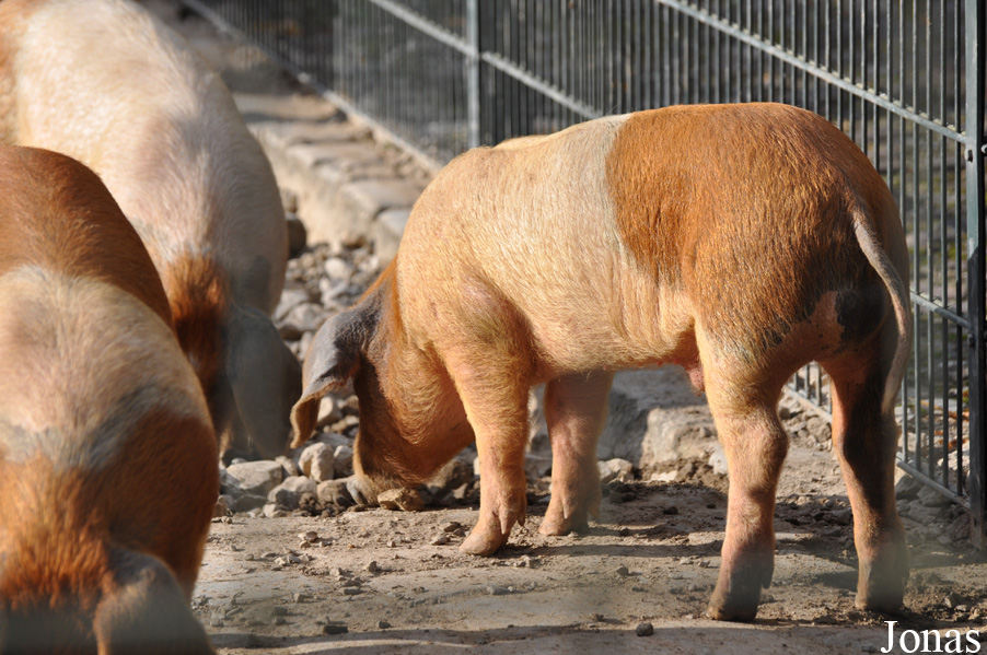 Cochon Rotbunte Husumer Protestschwein