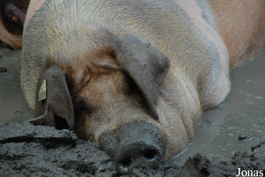 Cochon Rotbunte Husumer Protestschwein