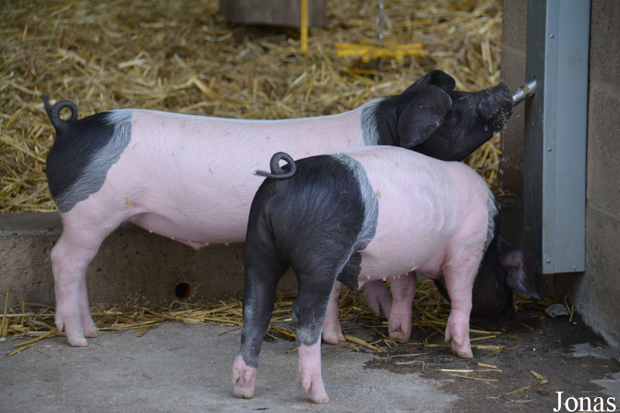 Cochon Schwäbisch-Hällische Landschwein