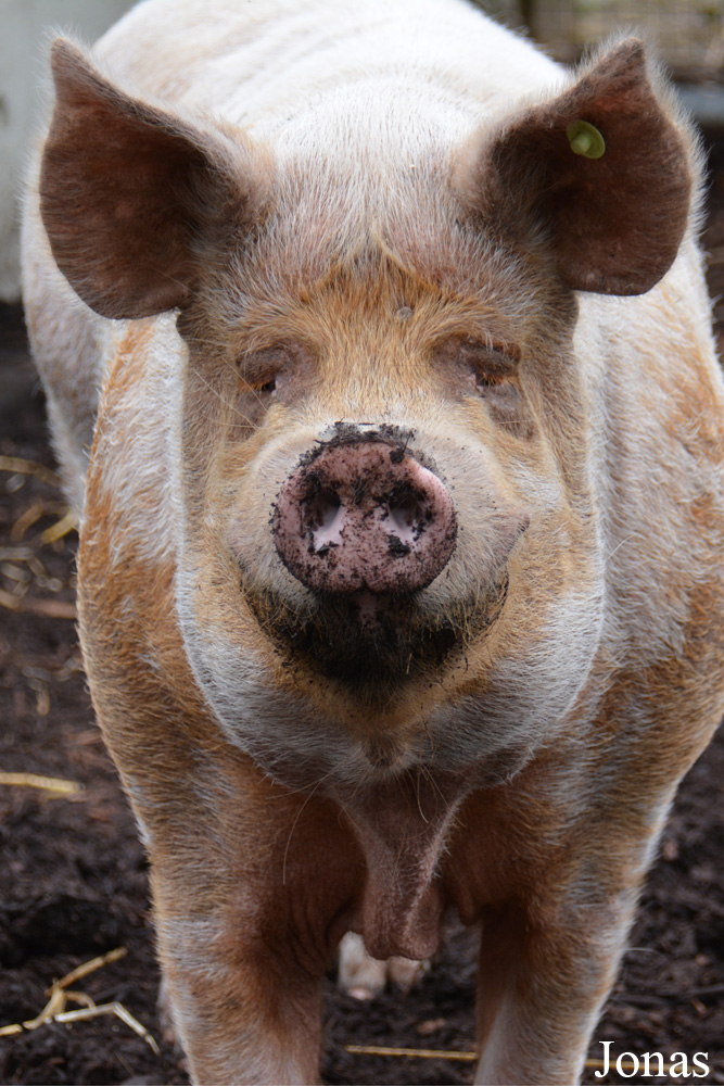Cochon Tamworth