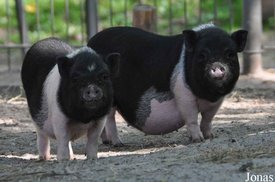 Cochon Vietnamien