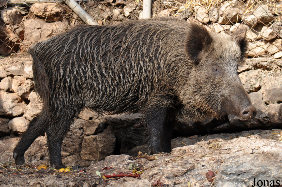 Sus scrofa lybicus