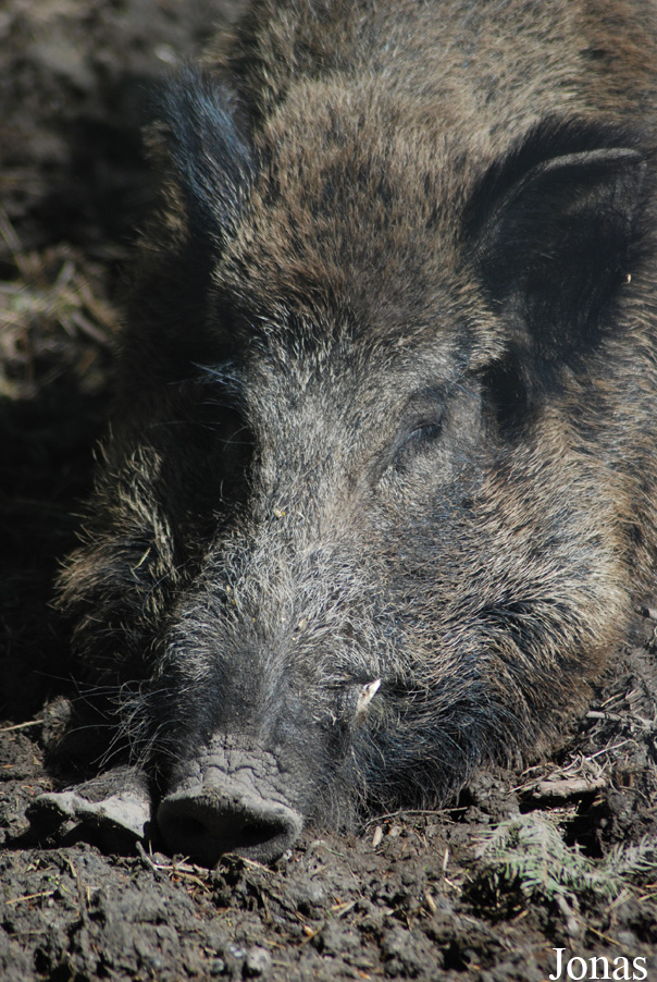 Sus scrofa scrofa