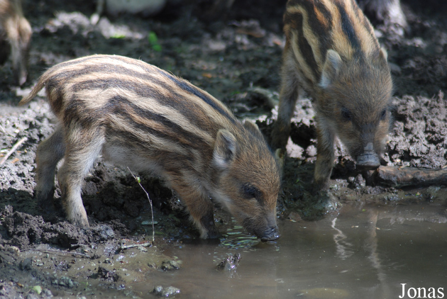 Sus scrofa scrofa