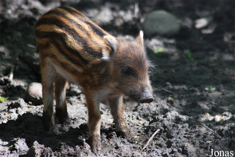 Sus scrofa scrofa