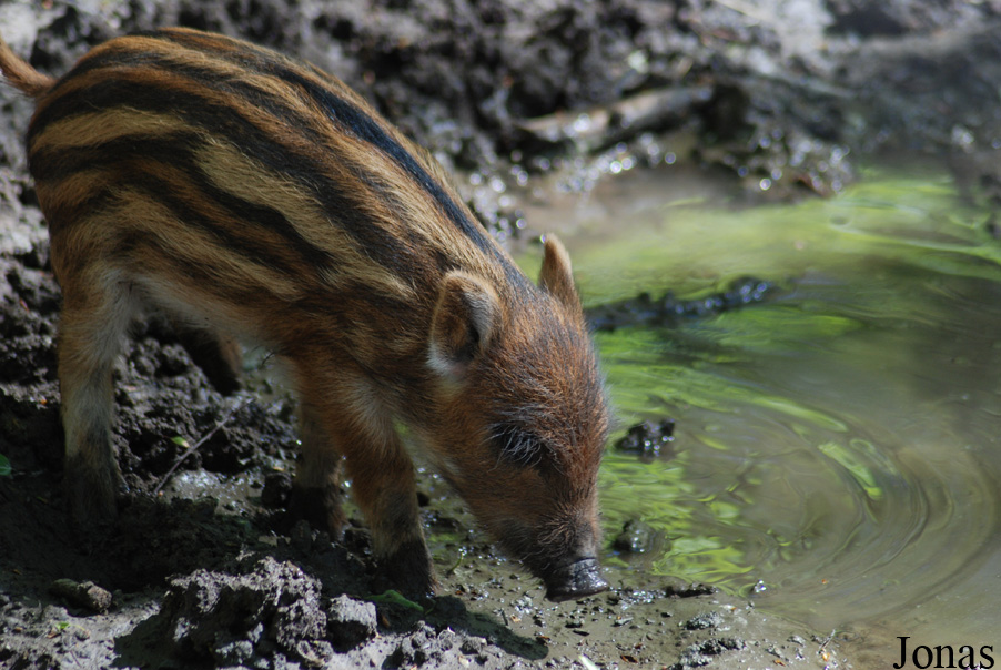 Sus scrofa scrofa