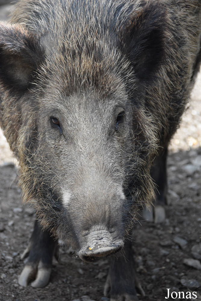 Sus scrofa scrofa