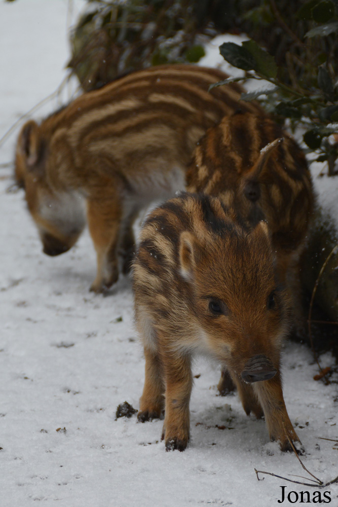 Sus scrofa scrofa