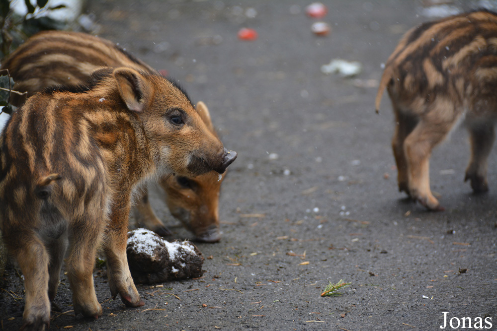 Sus scrofa scrofa
