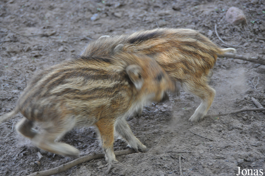 Sus scrofa scrofa