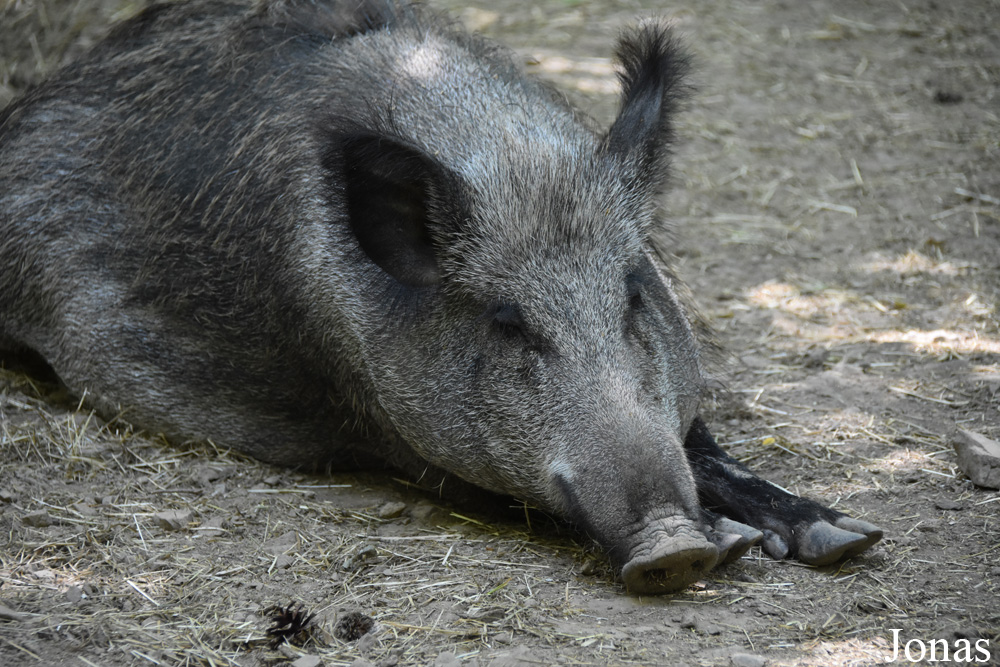 Sus scrofa scrofa