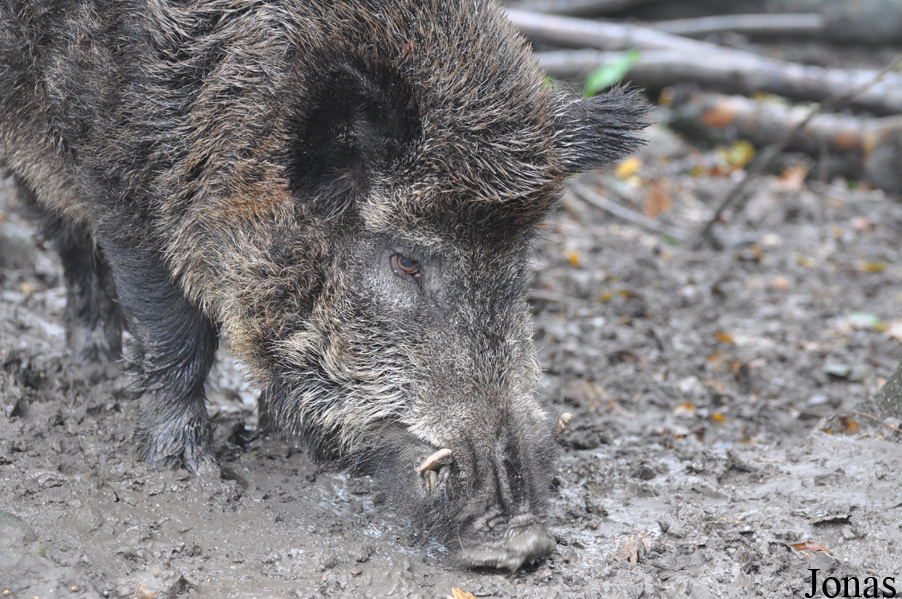 Sus scrofa scrofa