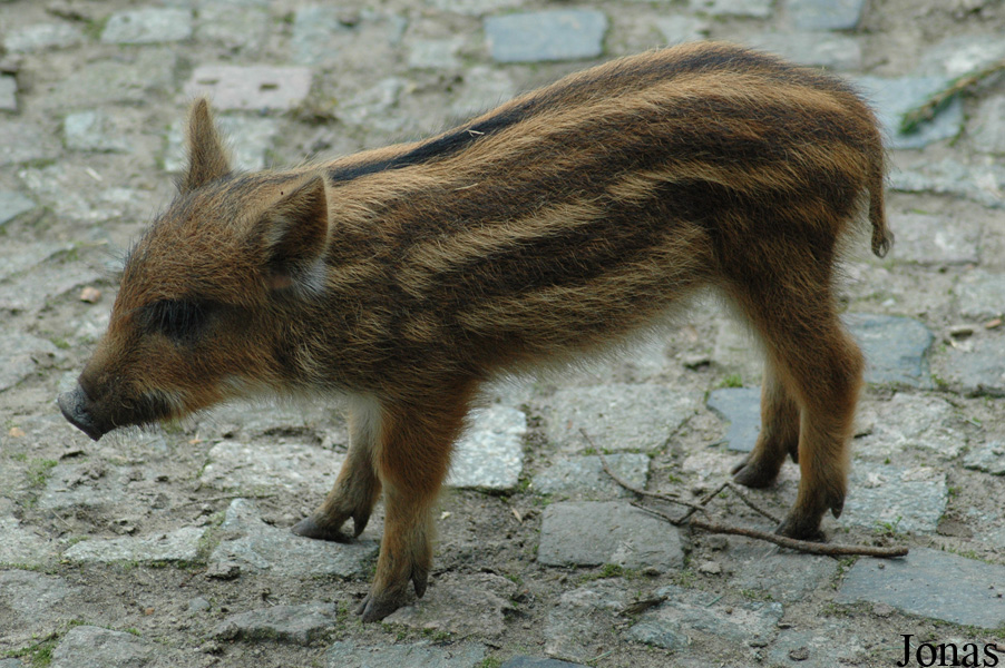 Sus scrofa scrofa