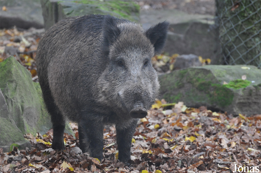 Sus scrofa scrofa