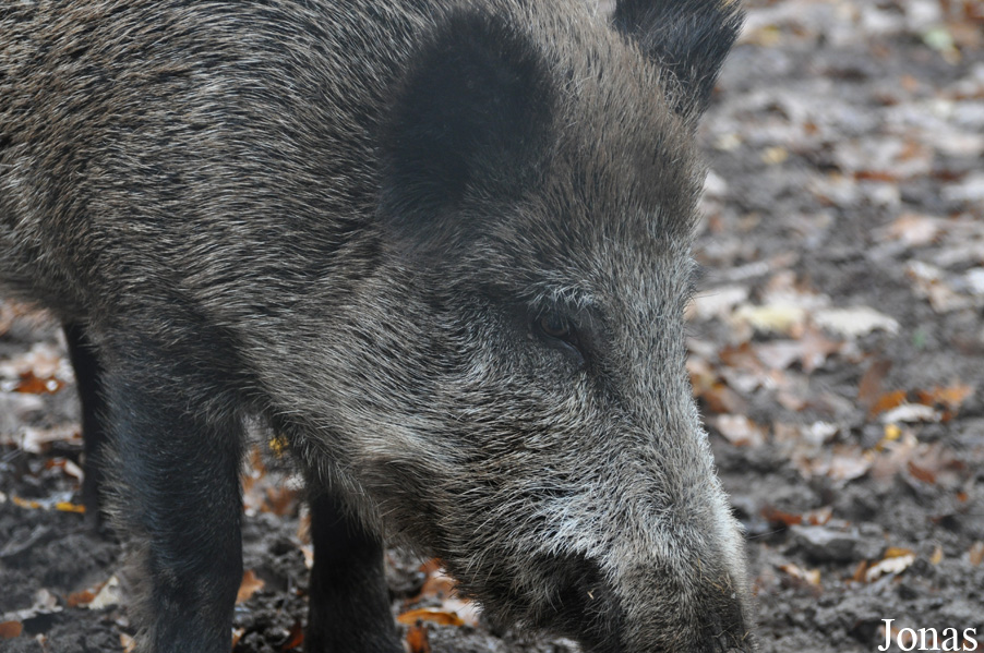 Sus scrofa scrofa