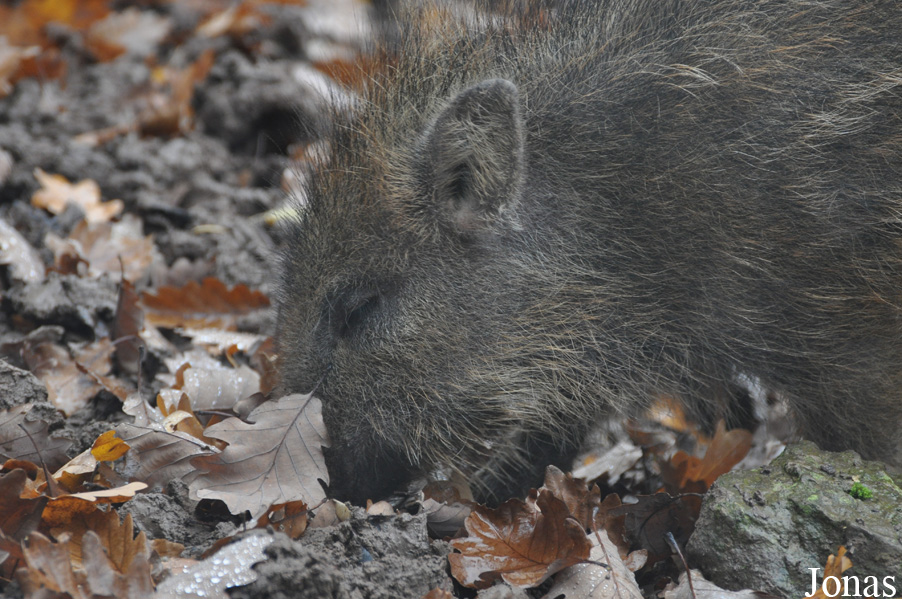 Sus scrofa scrofa