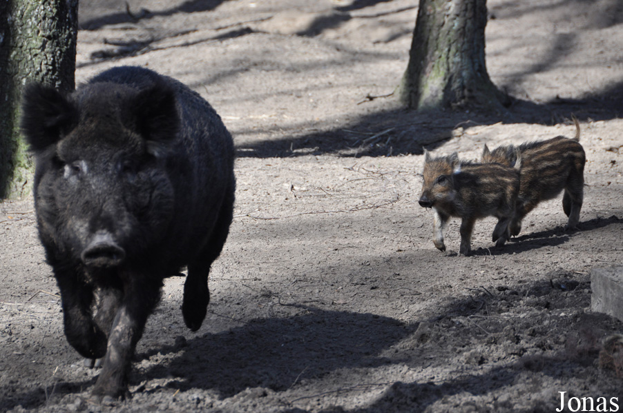 Sus scrofa scrofa