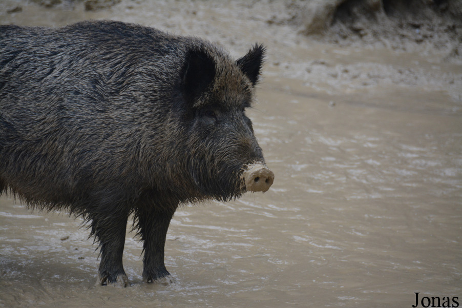 Sus scrofa scrofa