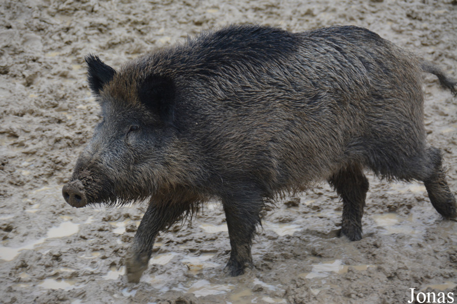 Sus scrofa scrofa
