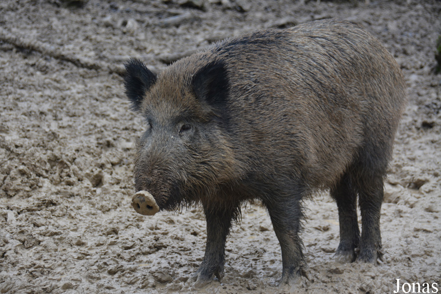 Sus scrofa scrofa