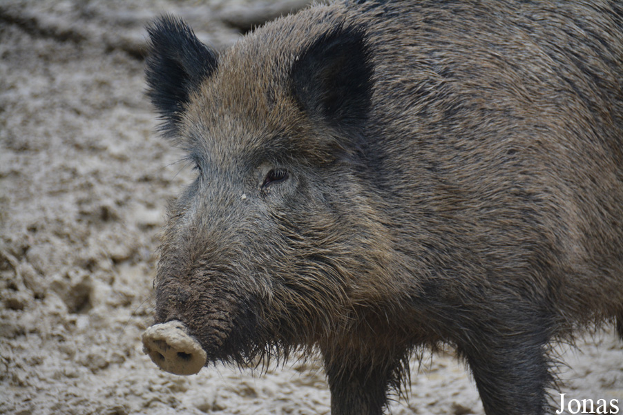 Sus scrofa scrofa