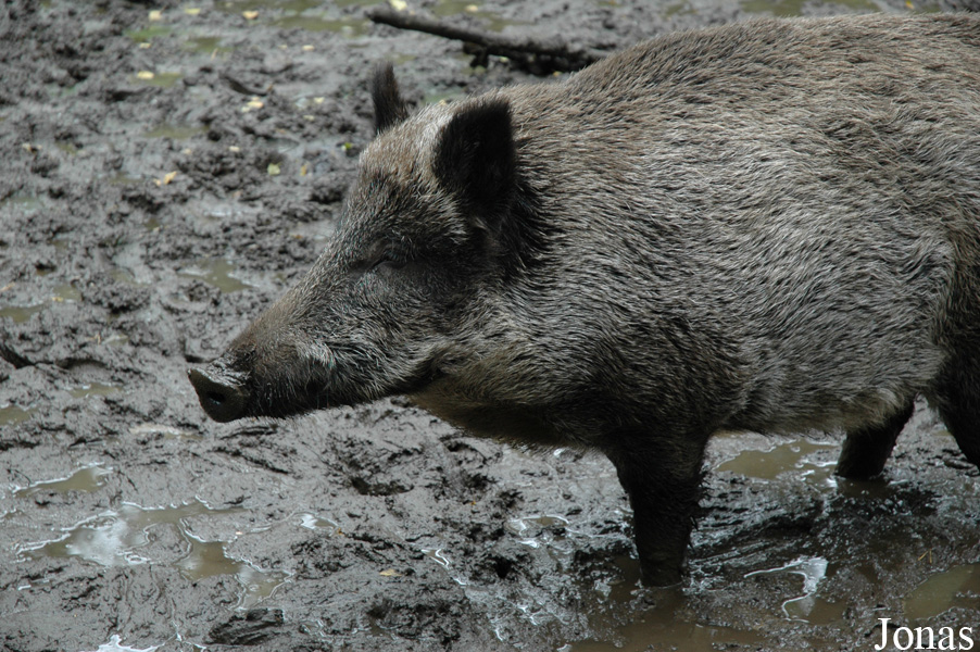 Sus scrofa scrofa
