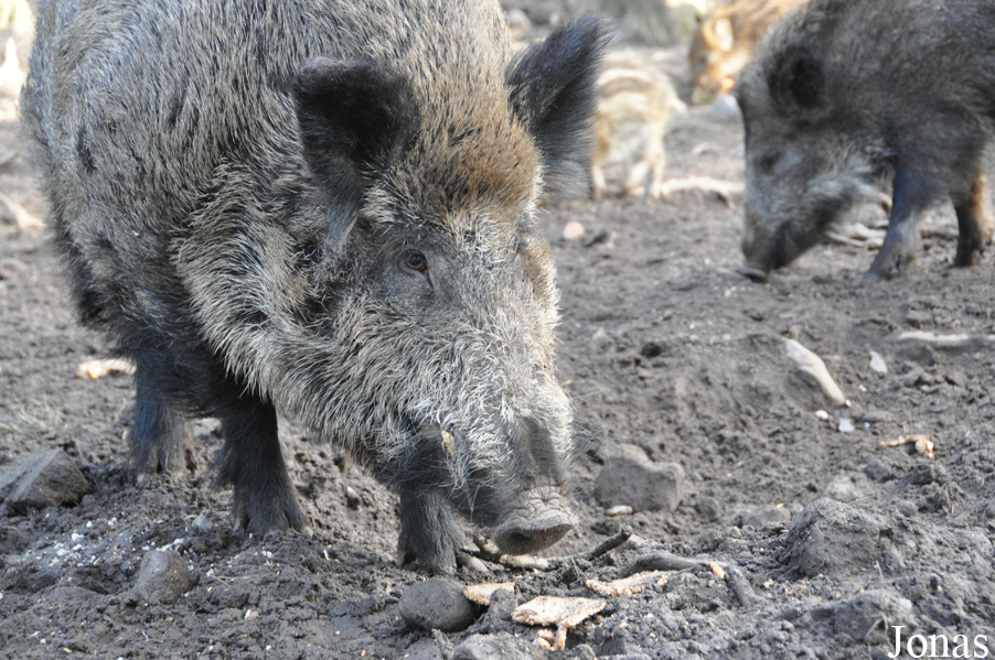 Sus scrofa scrofa