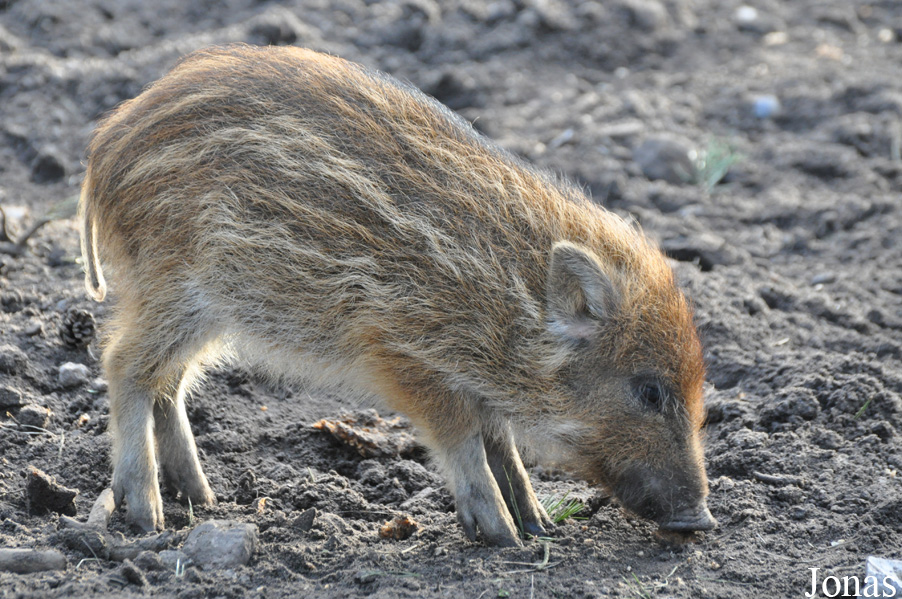 Sus scrofa scrofa