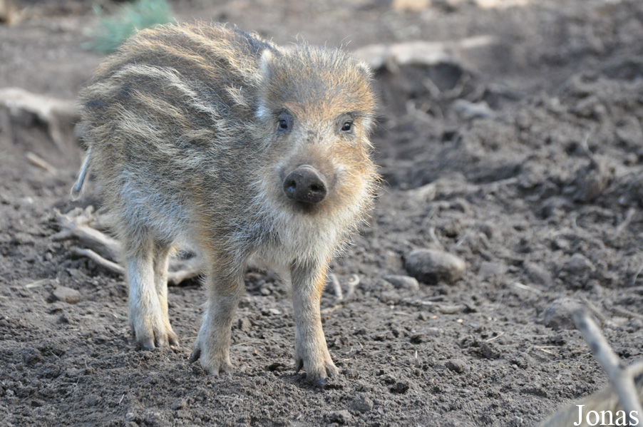 Sus scrofa scrofa
