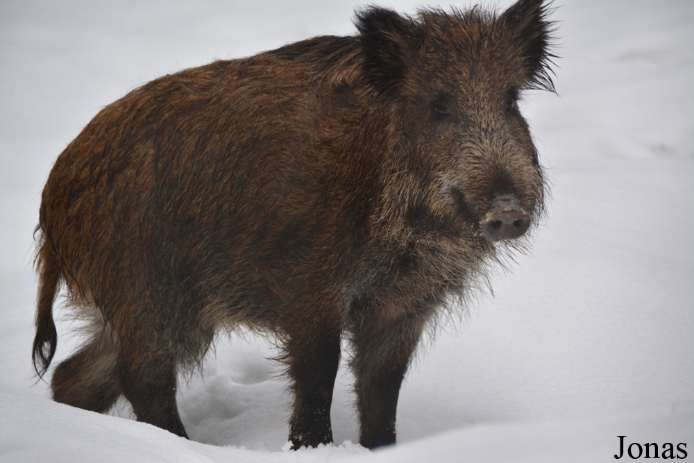 Sus scrofa scrofa