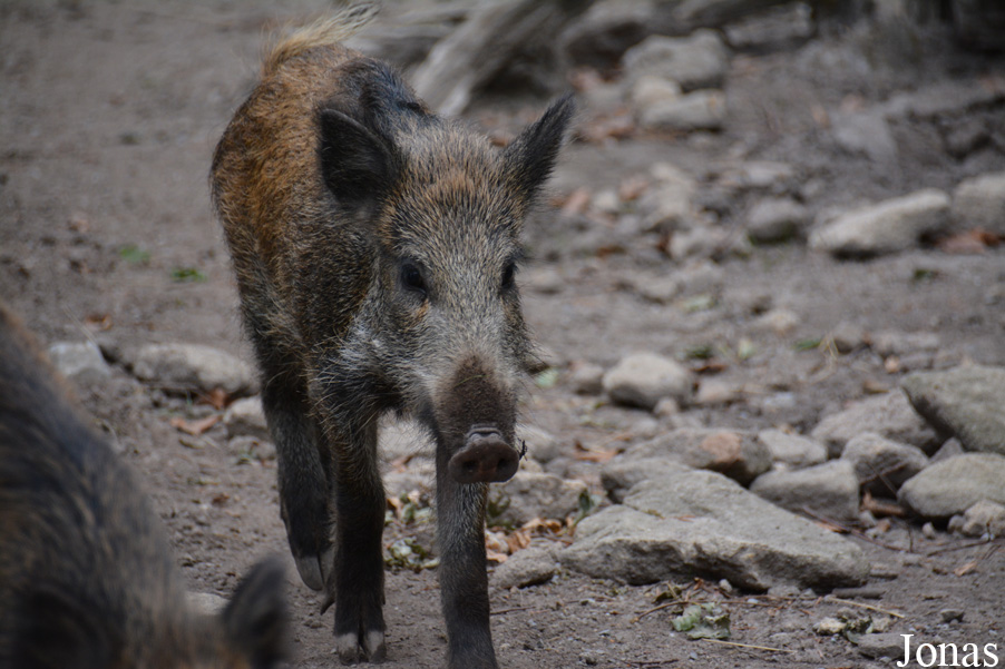 Sus scrofa scrofa