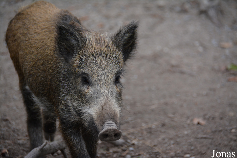 Sus scrofa scrofa