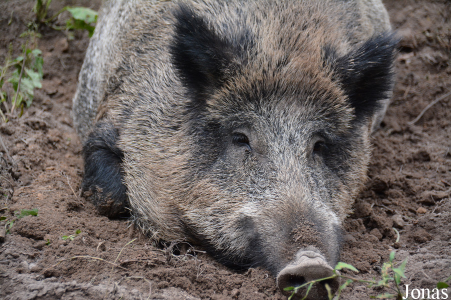 Sus scrofa scrofa