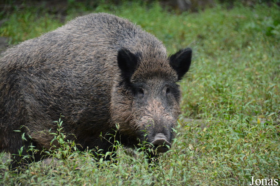 Sus scrofa scrofa