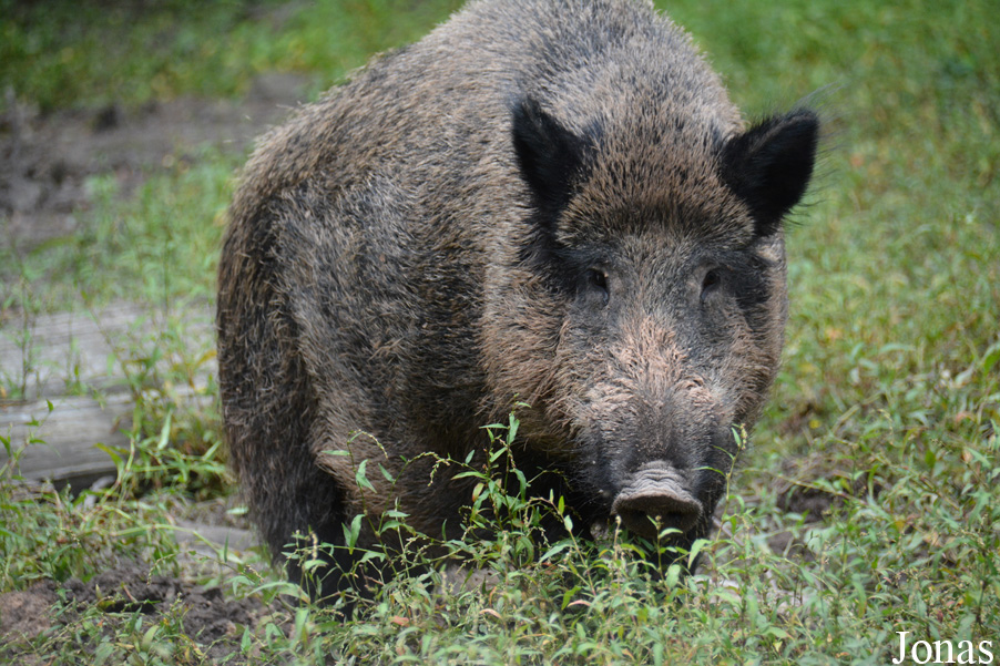 Sus scrofa scrofa