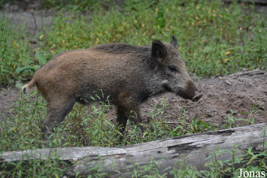 Sus scrofa scrofa