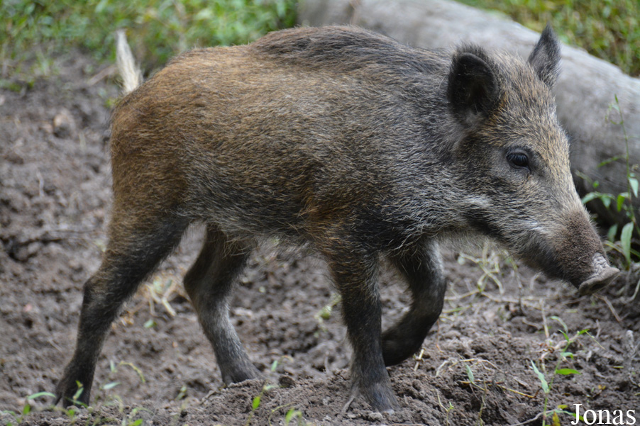Sus scrofa scrofa
