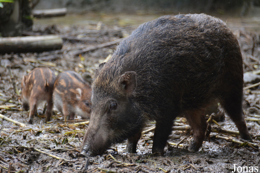 Sus scrofa taivanus