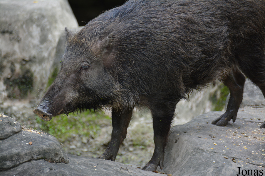 Sus scrofa taivanus