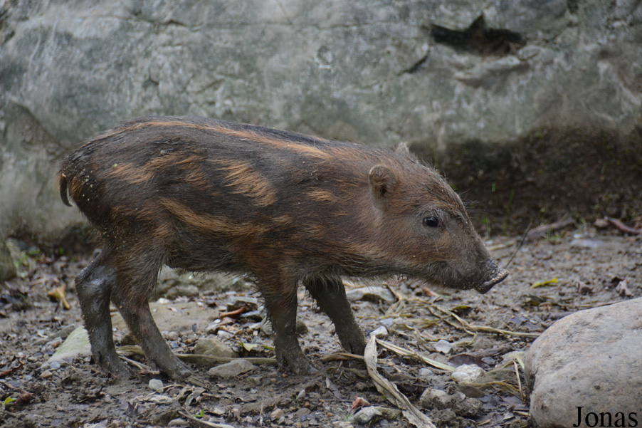 Sus scrofa taivanus